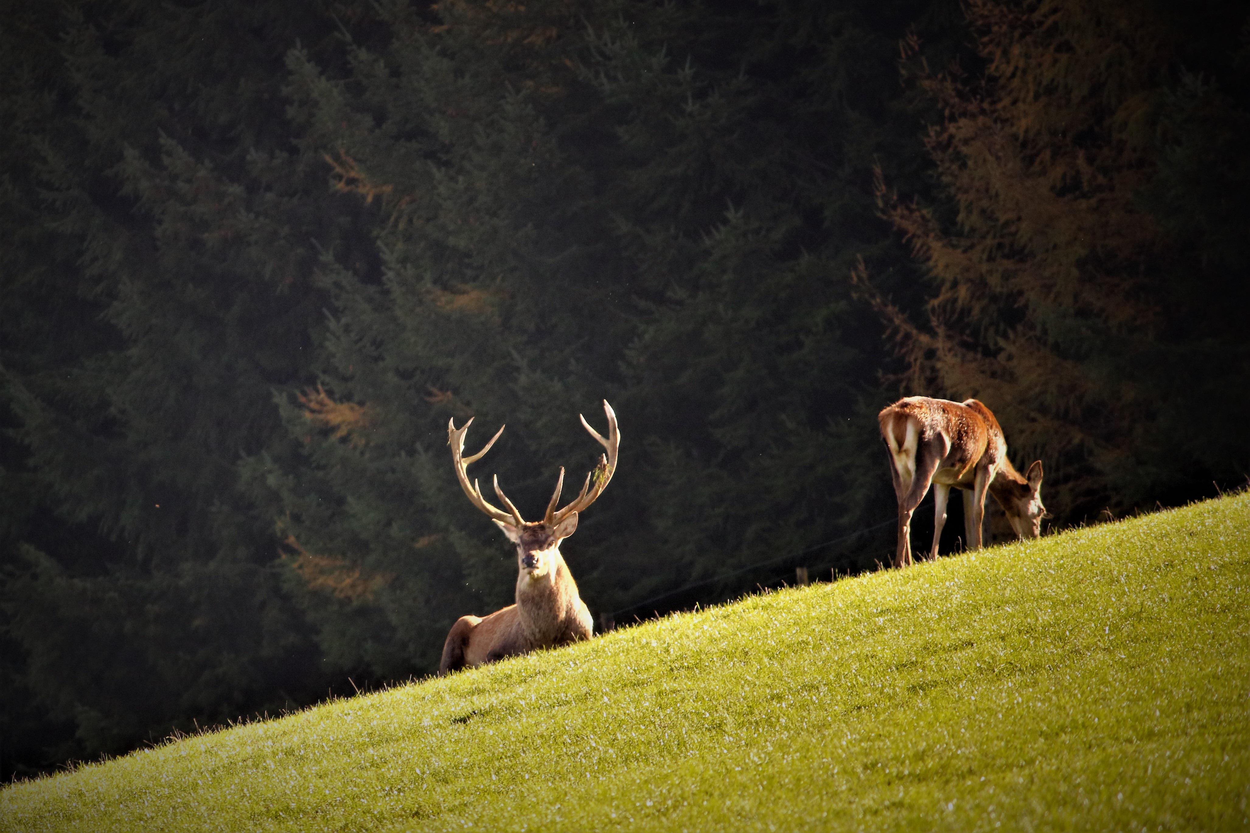 Reh und Hirsch aus Thüringen — Wildhandel Kittelmann